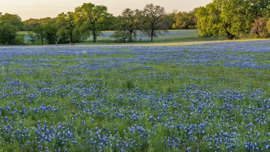 Texas spring